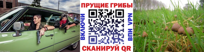Галлюциногенные грибы Psilocybe  Реж 